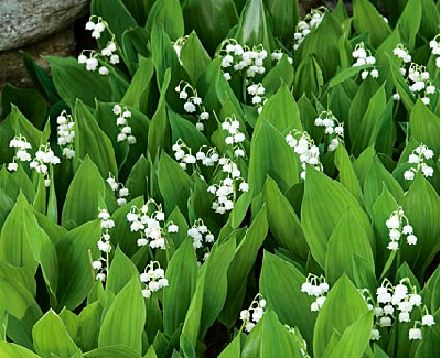 champ-de-Muguet.png