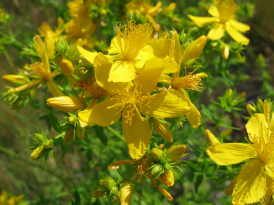 Fleurs millepertuis