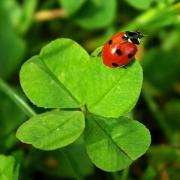 Tre fle 4 feuilles coccinelle